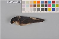 藏品(毛腳燕)的圖片